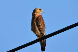 Image of Buteo lineatus alleni Ridgway 1885