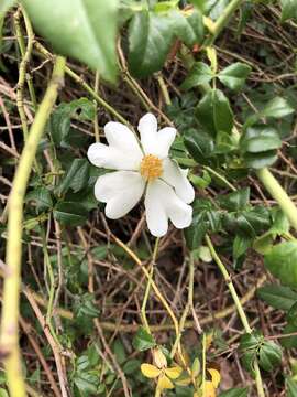 Image of evergreen rose