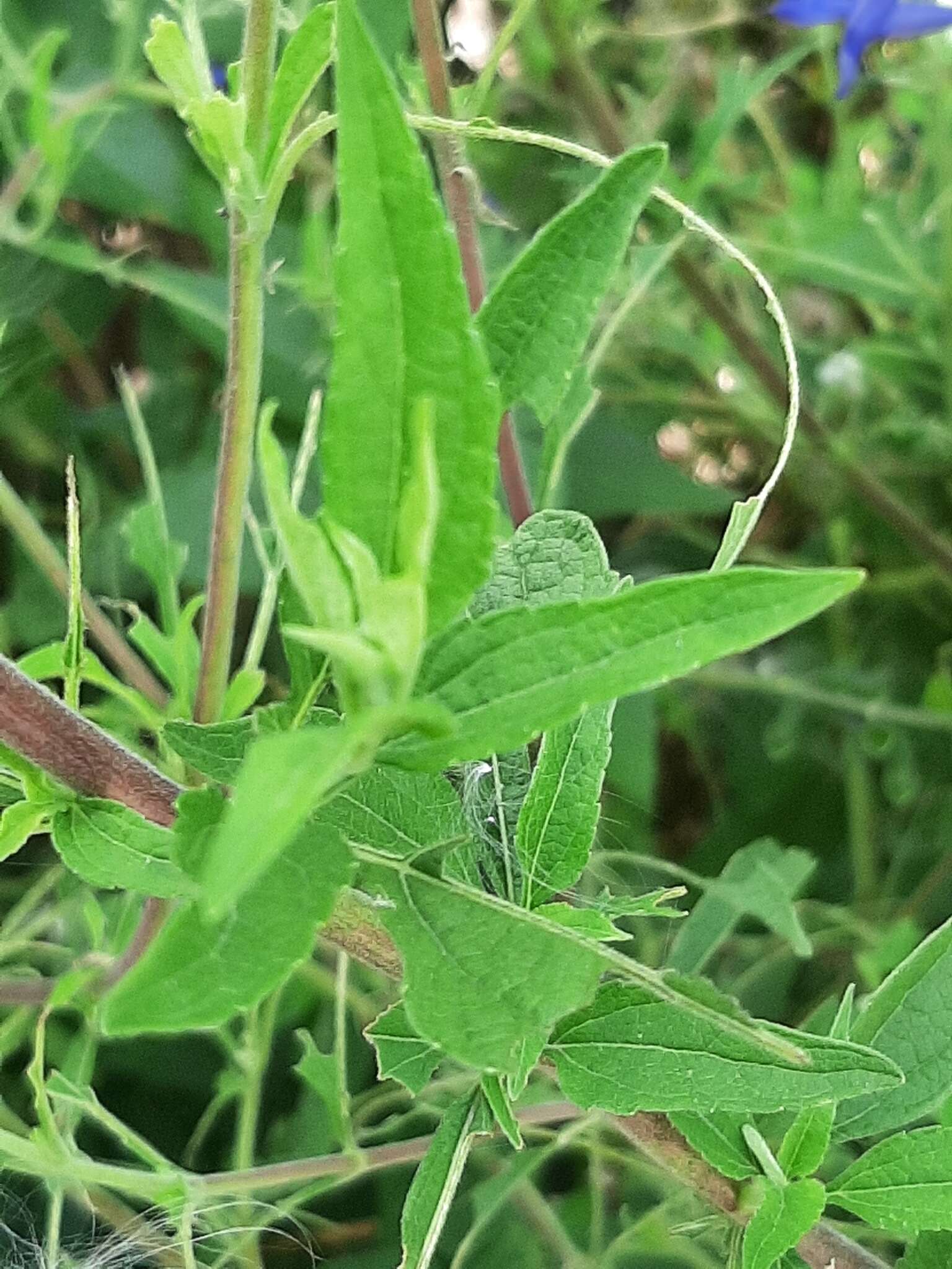 Image of Austroeupatorium inulifolium (Kunth) R. King & H. Rob.