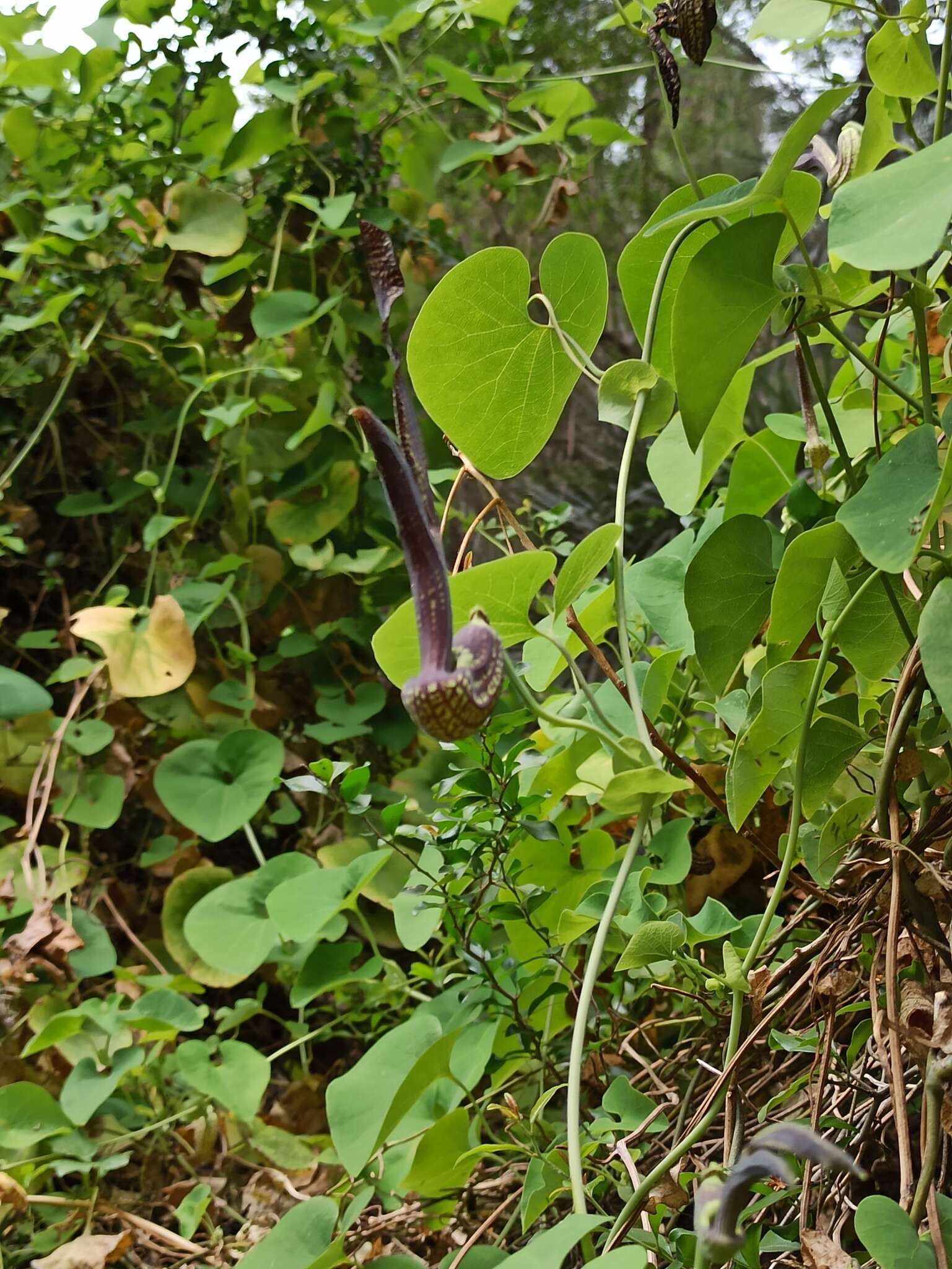 Image of Aristolochia esperanzae Kuntze