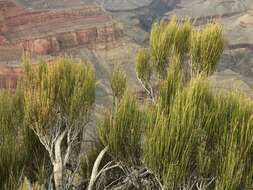 Image of Green Ephedra