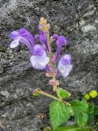 Sivun Scutellaria indica var. indica kuva