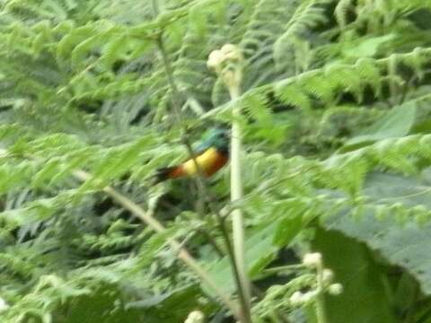 Image of Regal Sunbird