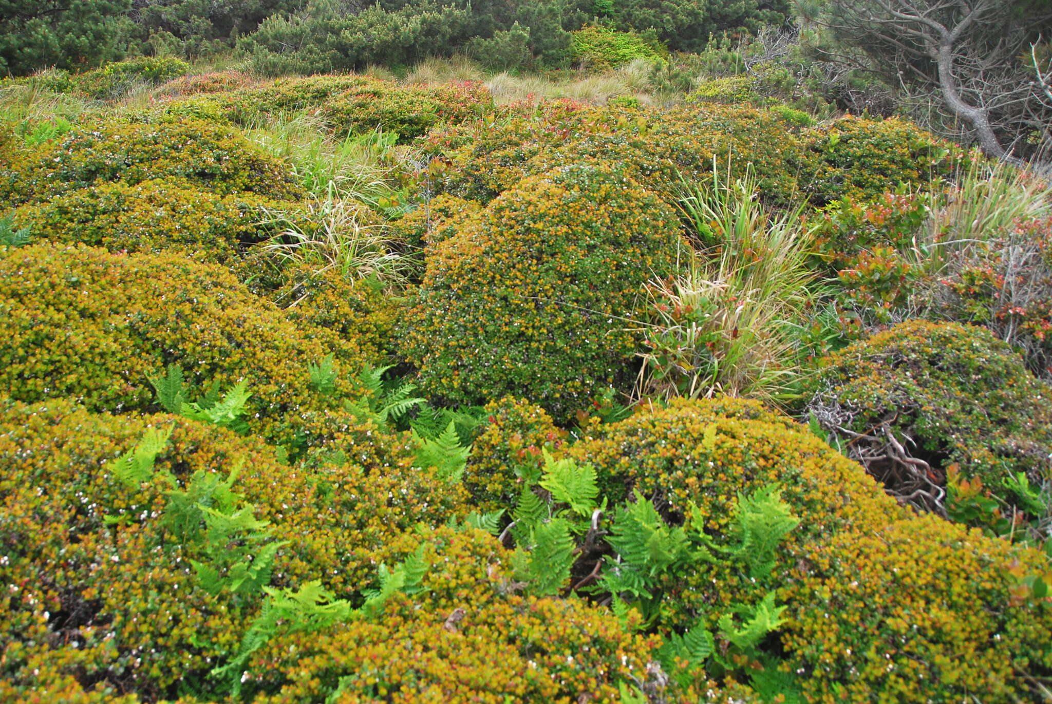 Plancia ëd Arctostaphylos nummularia subsp. nummularia