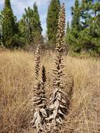 Image of Acourtia moschata (La Llave & Lex.) DC.