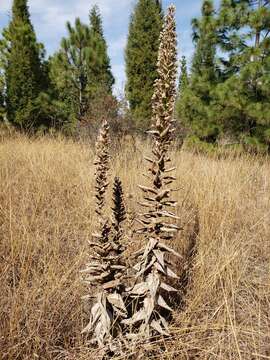 Image of Acourtia moschata (La Llave & Lex.) DC.