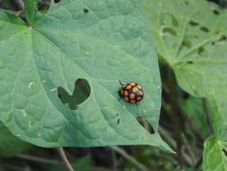 Image of Botanochara decempustulata (Boheman 1850)