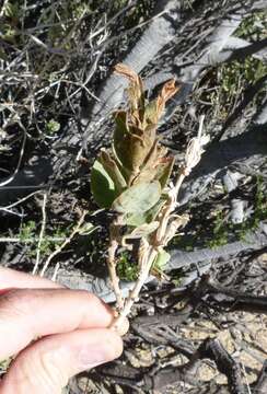 صورة Ruellia diversifolia S. Moore