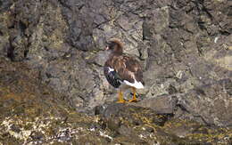 Image of Kelp Goose