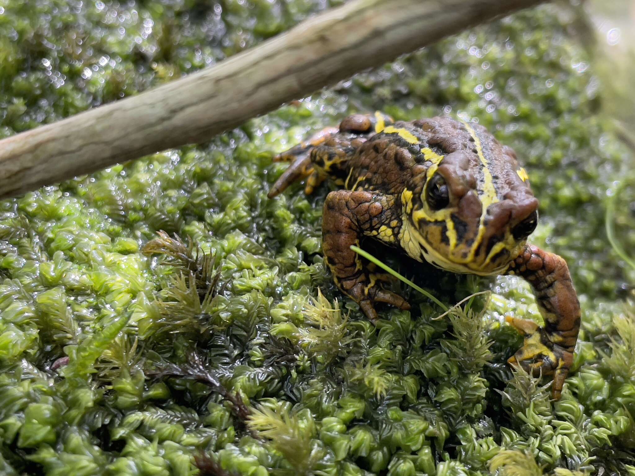 Image of Nannophryne variegata Günther 1870