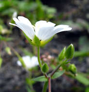 Слика од Cerastium multiflorum C. A. Mey.