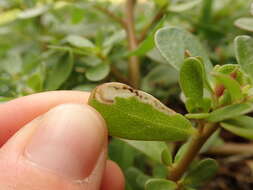 Image of Schizocerella pilicornis (Holmgren)