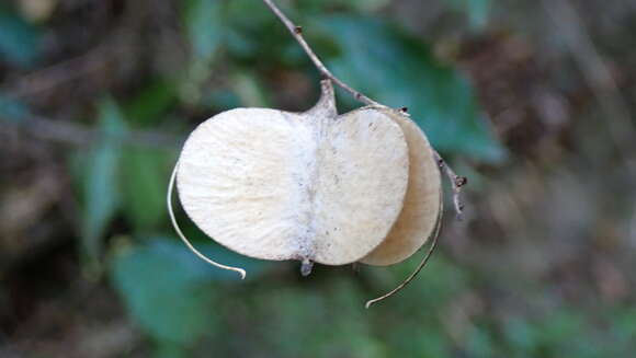 Image of Dioscorea cirrhosa Lour.