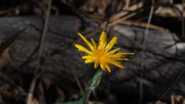 Plancia ëd <i>Agoseris <i>grandiflora</i></i> var. grandiflora