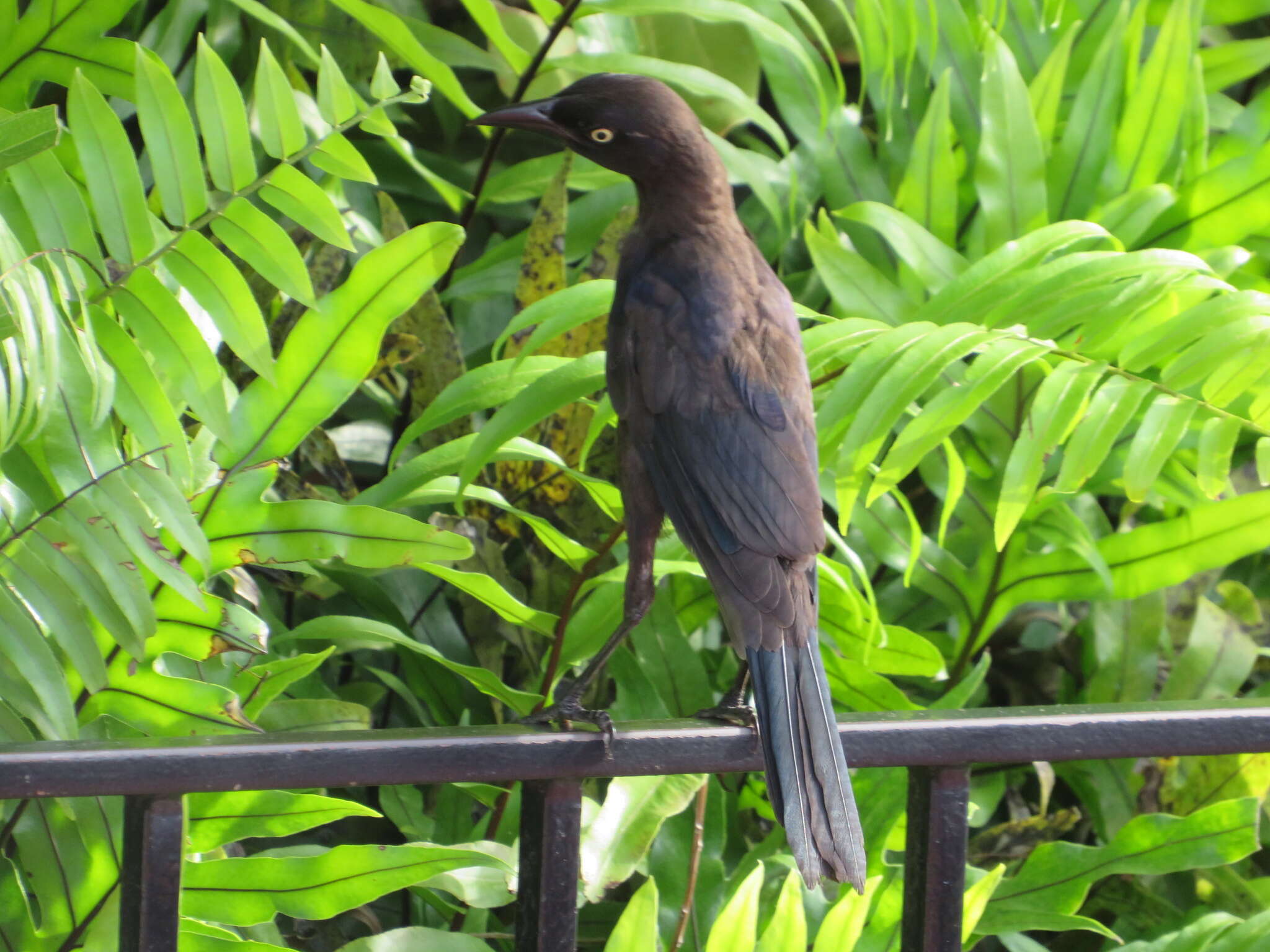 Image of Quiscalus quiscula quiscula (Linnaeus 1758)