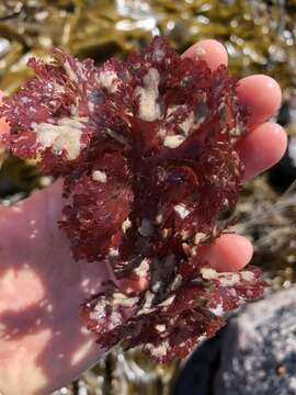 Image of Callophyllis flabellulata