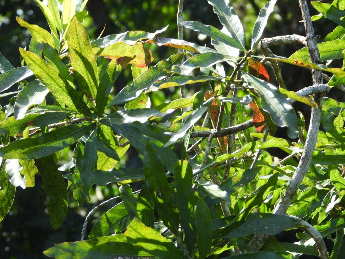 Sivun Pouteria gardneriana (A. DC.) Radlk. kuva