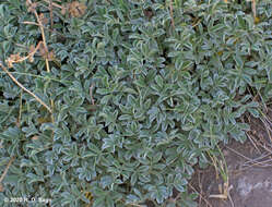 Image of Acaena caespitosa Gilli