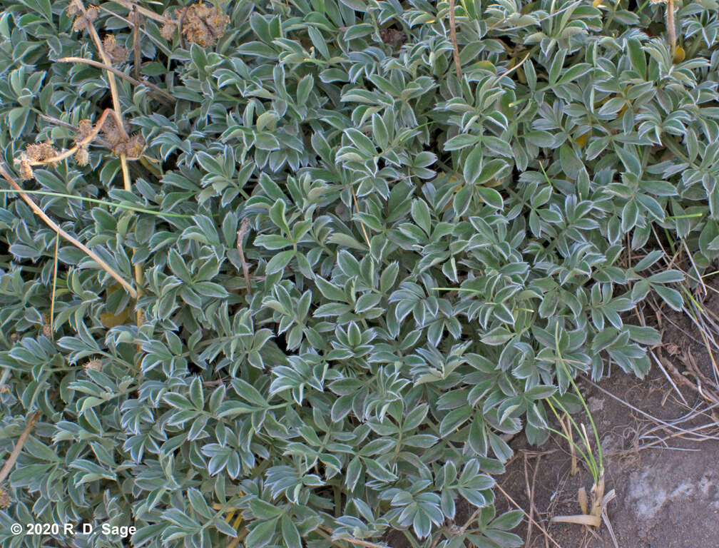 Image of Acaena caespitosa Gilli