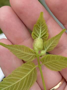 Image of Boxelder Gall Midge