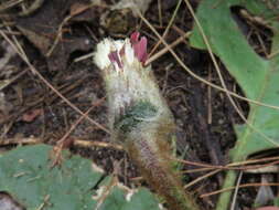 Image of Piloselloides cordata (Thunb.) C. Jeffrey