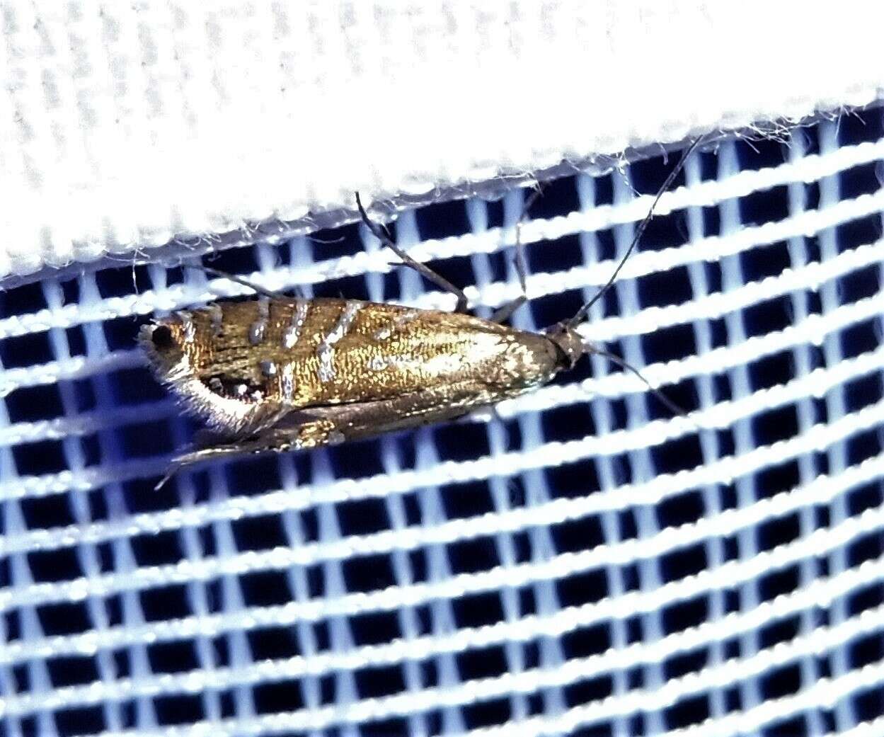 Слика од Glyphipterix thrasonella Scopoli 1763