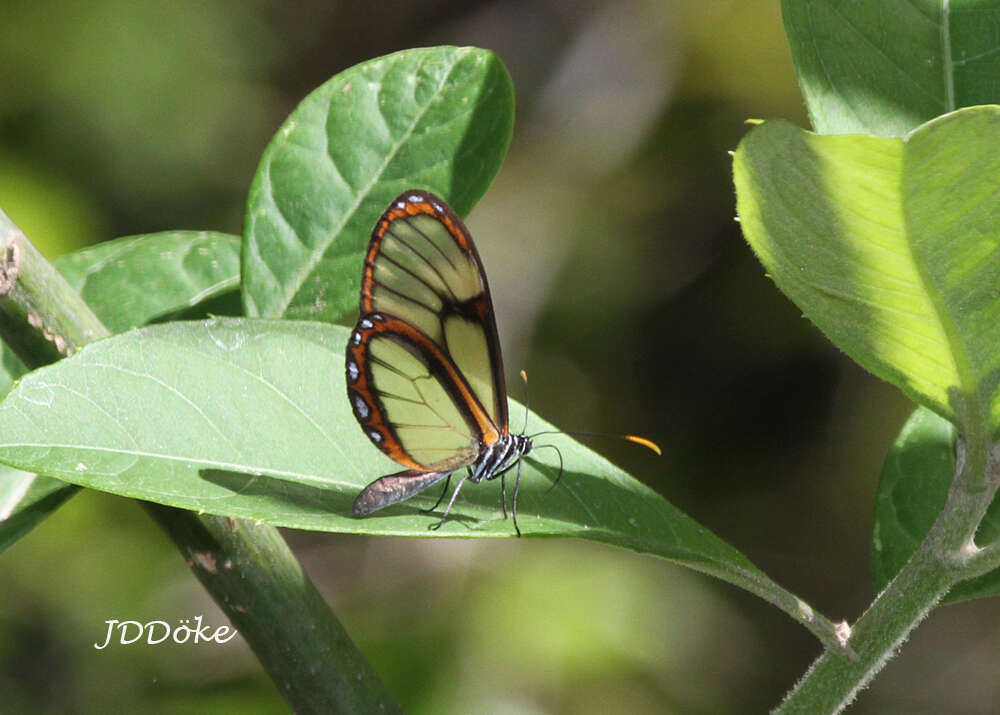 Image of <i>Pteronymia ozia tanampaya</i>