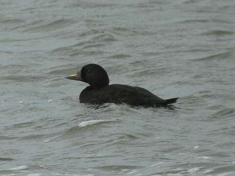 Image of Common Scoter