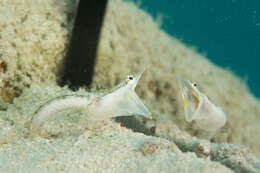 Image of Yellowface Pikeblenny