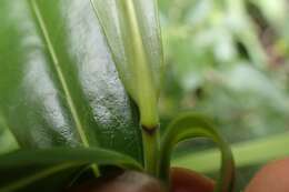 صورة Veronica bollonsii Cockayne