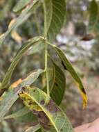 Image of Stigmella longisacca Newton & Wilkinson 1982