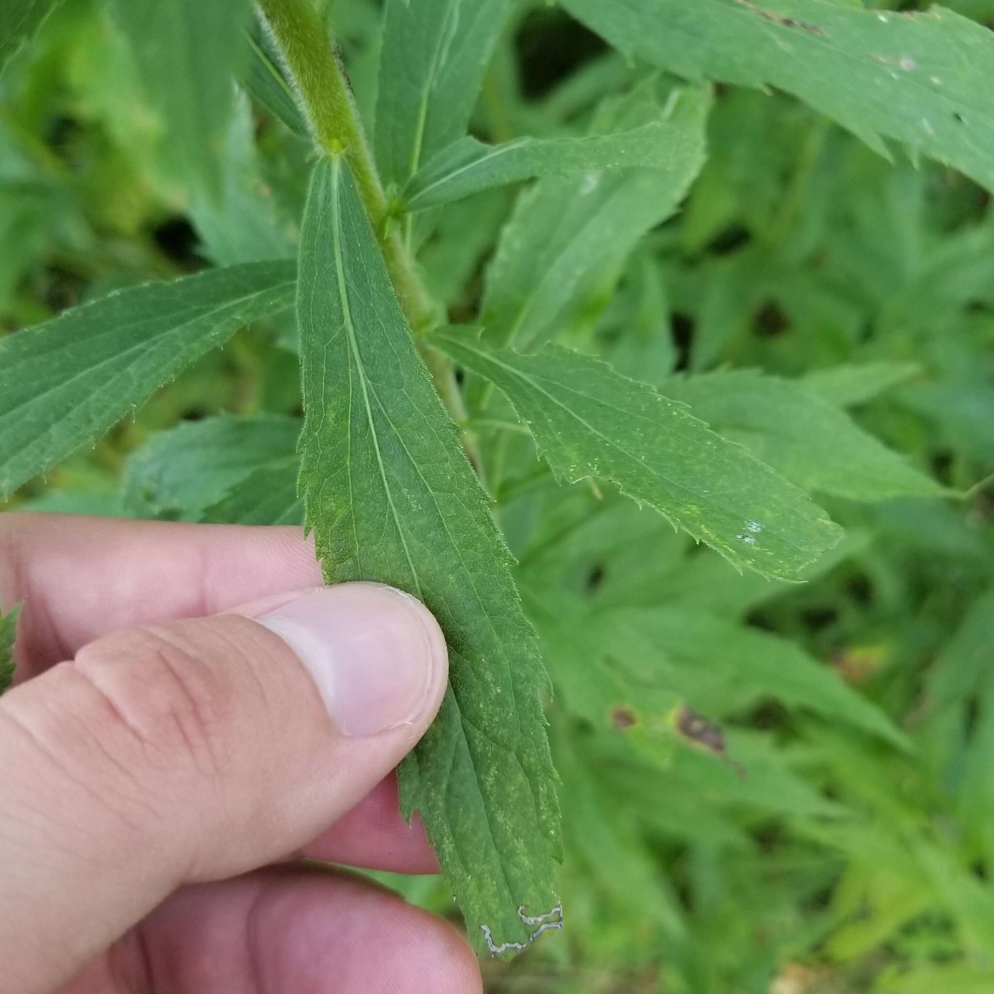 Image of Harger's goldenrod