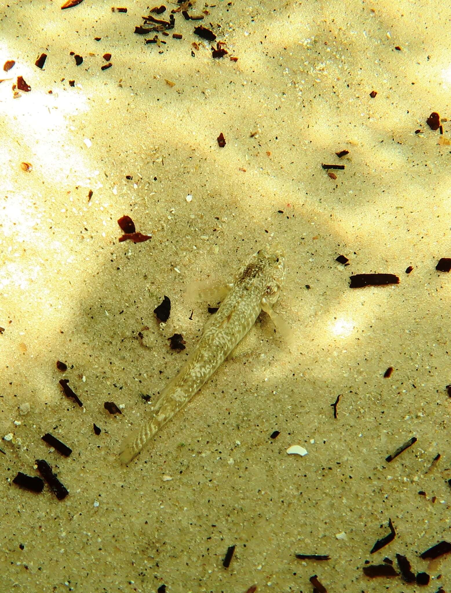 Image of Long finned goby