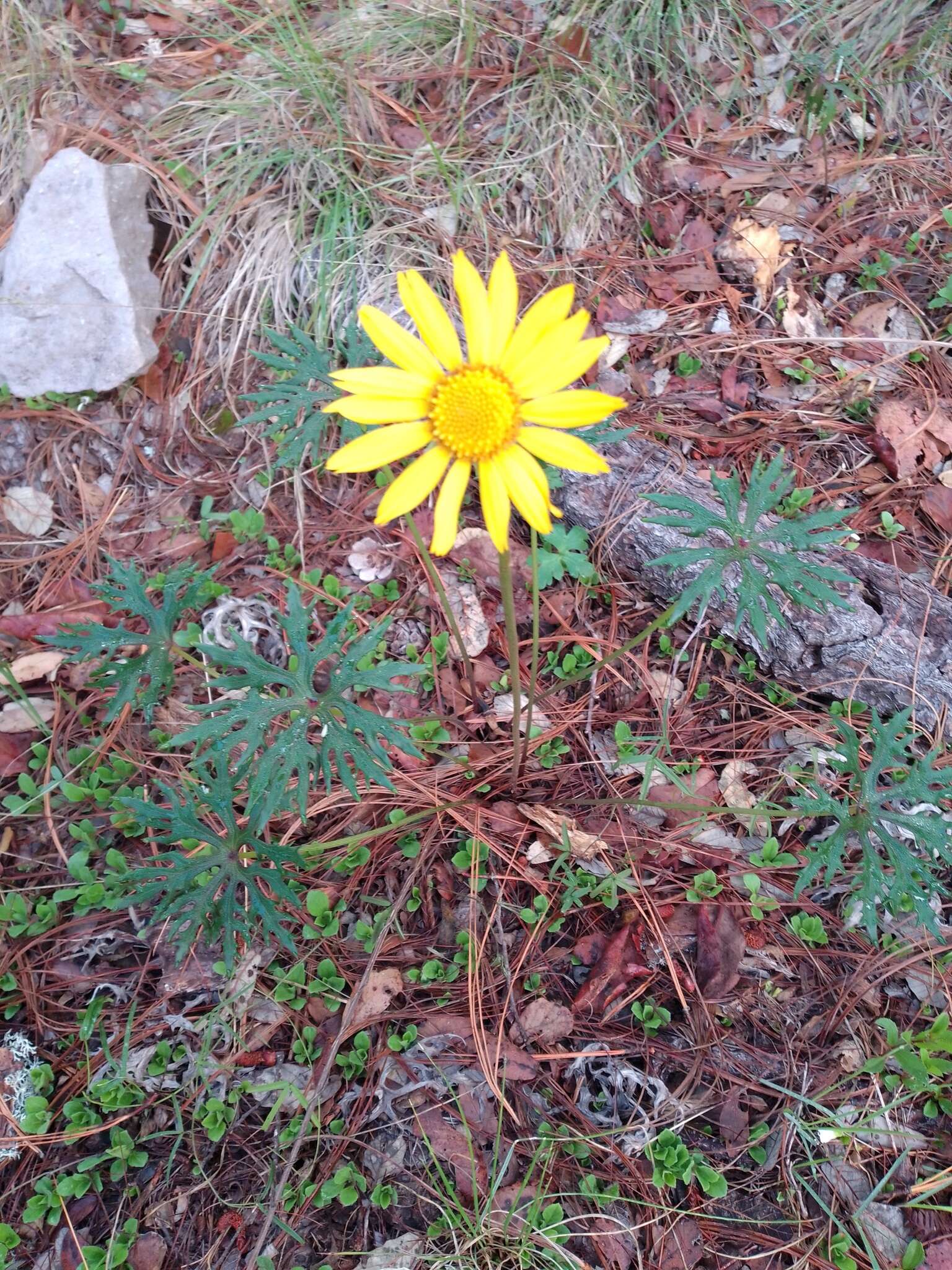 Pippenalia delphinifolia (Rydb.) Mc Vaugh resmi