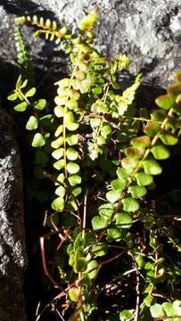 Plancia ëd Asplenium adulterinum Milde