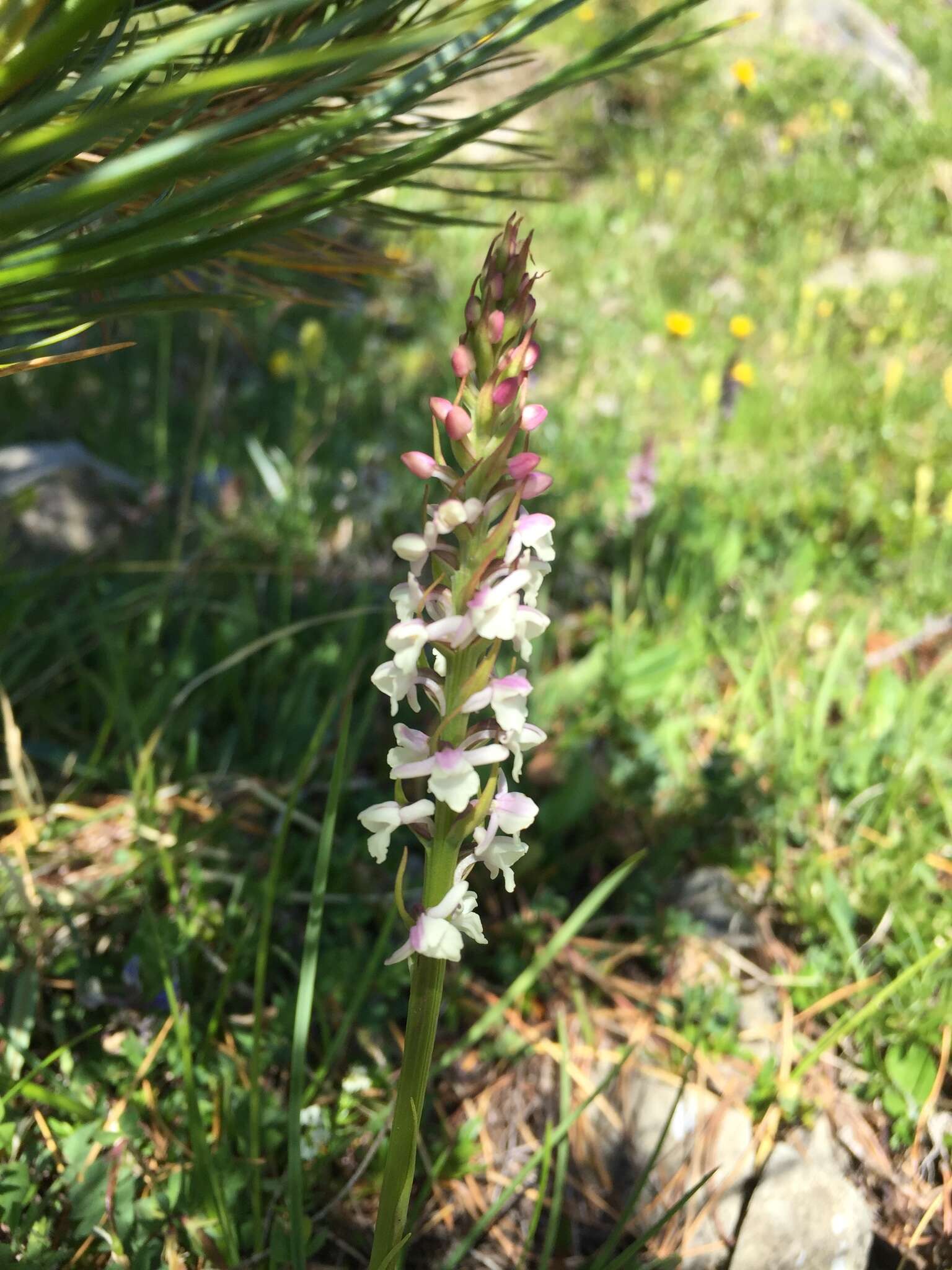 Image of Short spurred fragrant orchid