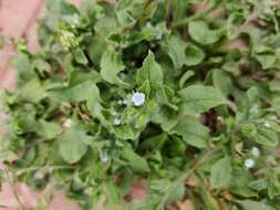 Image of Bothriospermum chinense Bunge