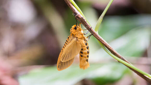 Image of Bergaris lutescens