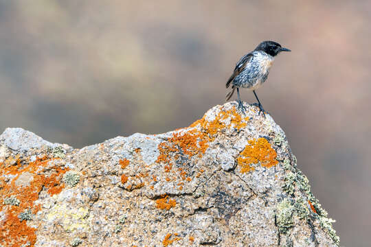 Image of Canary Chat