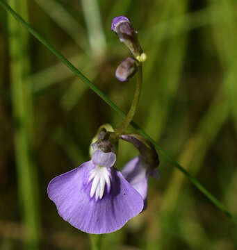 Plancia ëd Utricularia blackmanii R. W. Jobson