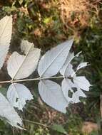 Image of Weeping sage