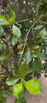 Imagem de Combretum apiculatum subsp. apiculatum