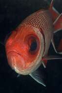 Image of Blacktip Soldierfish