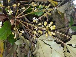 Image of Pseudopanax discolor (Kirk) Harms