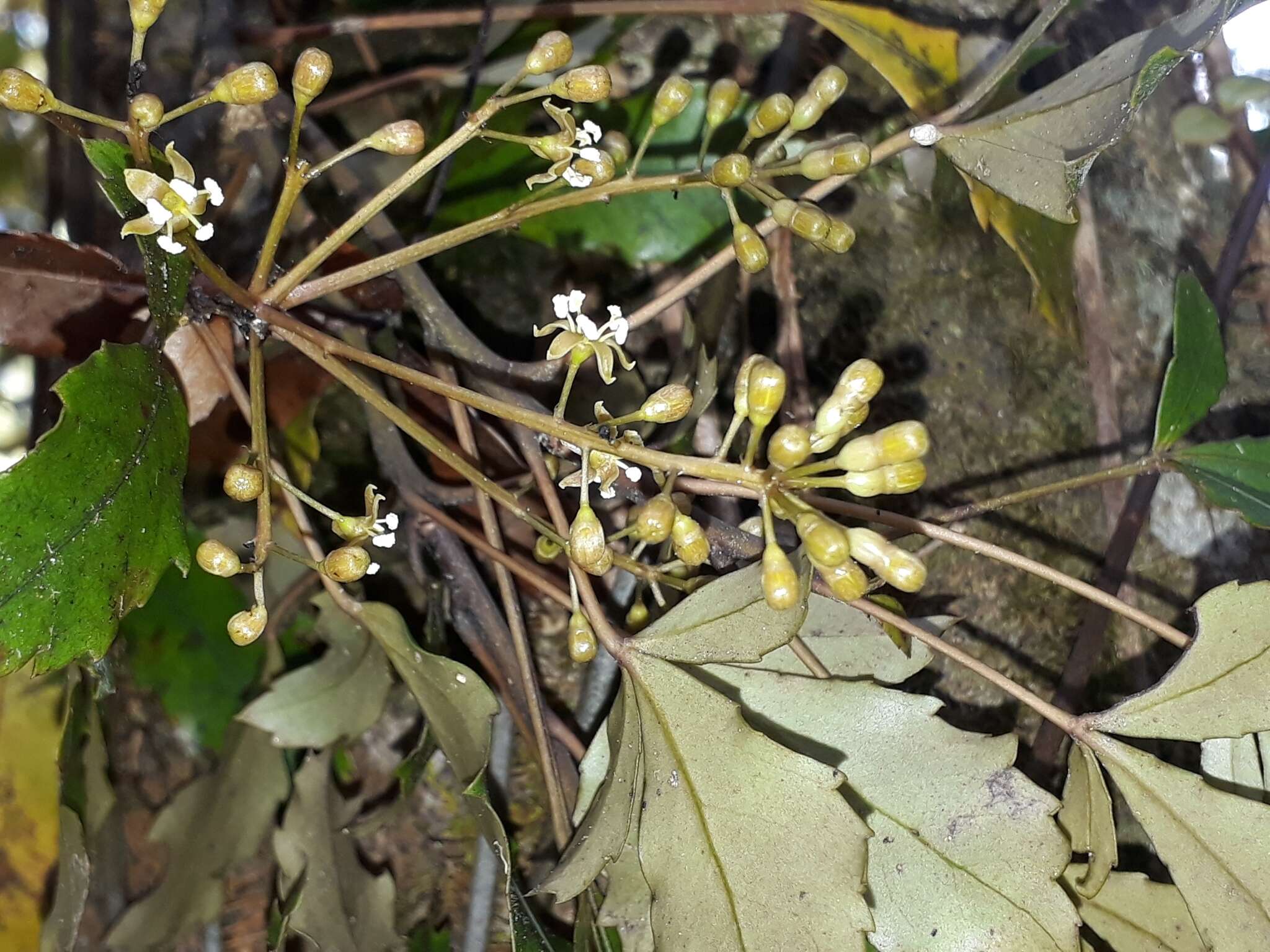 Image of Pseudopanax discolor (Kirk) Harms