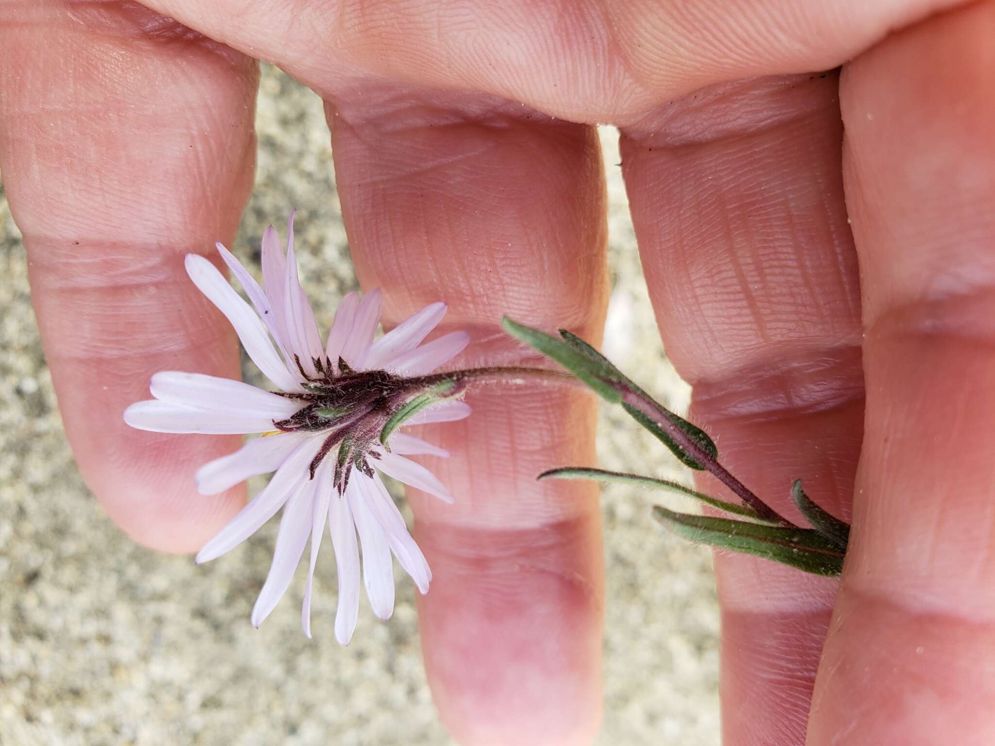 صورة Symphyotrichum yukonense (Cronq.) G. L. Nesom