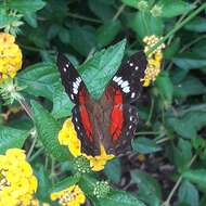 Plancia ëd Anartia amathea roeselia Eschscholtz 1821