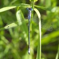 صورة Lestes unguiculatus Hagen 1861