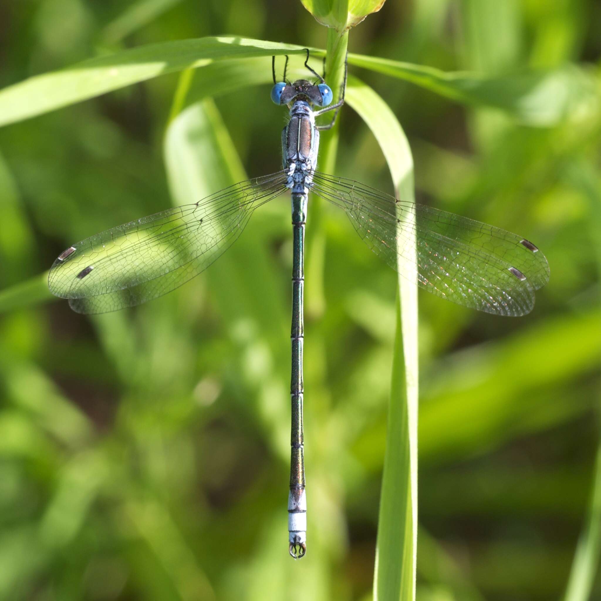 صورة Lestes unguiculatus Hagen 1861