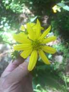 Image of starry rosinweed